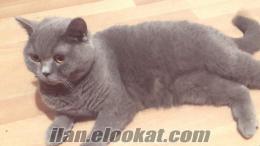 YetişkiN British Shorthair dişi