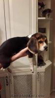 ankarada sahibinden beagle köpek