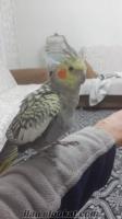 Adanadan sağlıklı sultan papağanı 6 aylık