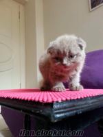 Scottish Fold Bebekler