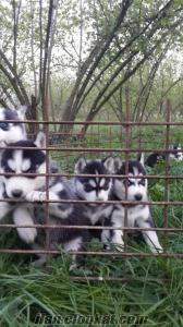 satılık sibirya kurdu husky yavruları düzce