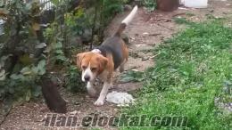 bolu av köpeği orjinal beagle dir türünü en iyi