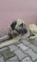 KANGAL ARNAVUTKÖYDE YAVRU