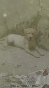  İstanbulda sahibinden satılık golden retriever köpeği