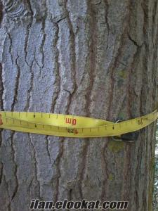 kavak ağaç ortalama 1 er ton