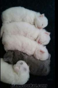 istanbul kedi yavru anne altından iran yavru kediler