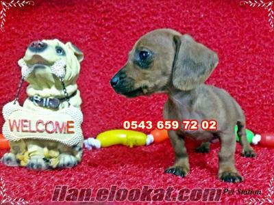 izmir köpek ilanı satılık dachshund (sosis köpek) yavruları