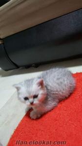 bursa sahibinden kedi Bursa Yıldırım british shortair