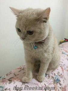 konya satılık kedi british shorthair ingiliz kısa tüy kedimiz satılıktır