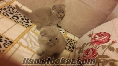 Anne altindan scottishfold yavrular