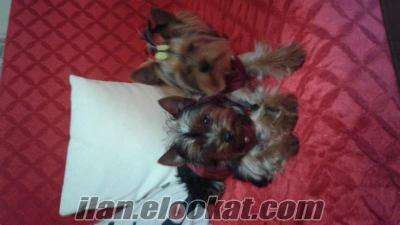 acil satılık yorkshire terrier