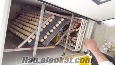 Ankarada Kınalı Keklik palazı ve yumurtası satışı yapılır