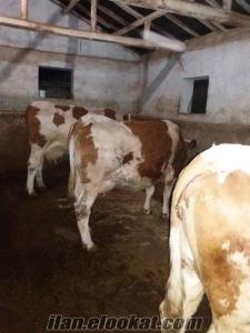 simental inekler Malatyada satılık süt ırkı saf simental inekler