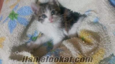 istanbul anadolu yakası 1.5 aylık dişi yavru kedi