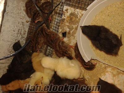 satılık brahma civciv iran, tokat, beç tavuğu döllü yumurtası ve civcivleri