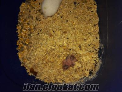 Toptan Yavru ve yetişkin sryan hamster