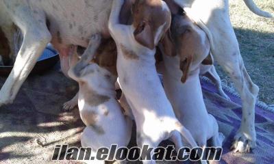 zonguldak köpek ilanları kdz ereğli 1 aylık dişi pointer yavrusu