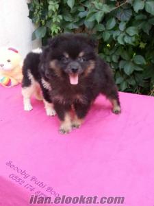 satılık pomeranian boo yavruları