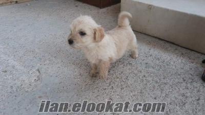 İzmirde sahibinden satılık maltese terrier köpek yavruları 4 tane