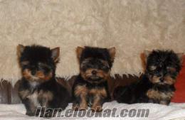 minyatür tea cup yorkshire terrier bebişlerimiz