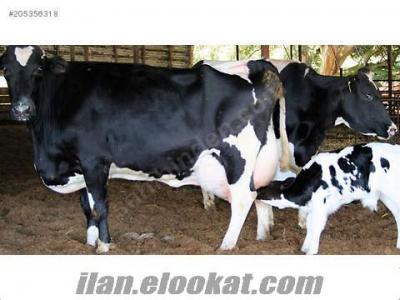 satılık buzağılar acil satılık hoştehin süt inekleri