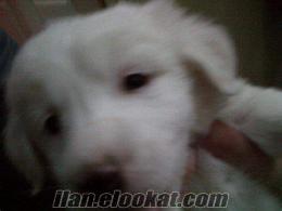 istanbul sahibinden 55 günlük maltese terrier yavrusu