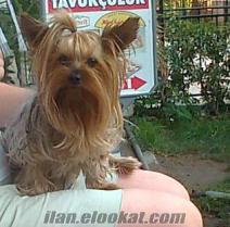 izmirde yorkshire terrier cinsi dişi arıyorum