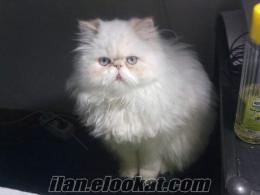 Karsda Red point himalayan kedime erkek eş arıyorum.