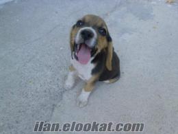 Denizlide safkan beagle..!!