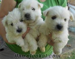 malta terrier satılık malta yavrular satılık terrier