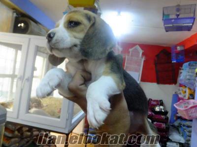 Alanya beagle bebekler