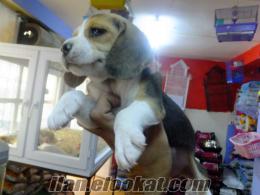  a kalite beagle bebekler her ile gonderim imkanı
