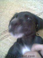 cocker köpek siyah 2 aylık