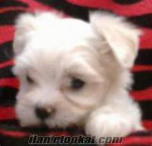 Malatyada maltese terrier