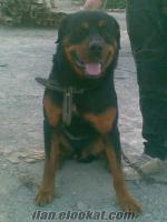 Mezitlide 2 yaşında satılık rottweiler