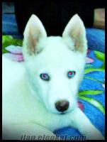 satılık beyaz mavi gözlü husky (sibirya kurdu) disi 3 aylık