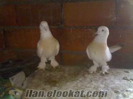 D.BAKIRDAN sahibinden satılık çift şebap güvercin