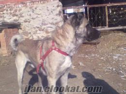 kütahya gedızden satılık kangal köpek