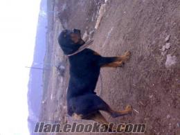 Kayseri Melikgazide rottweiler