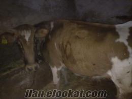 ankarada satılık inek Ankarada inek satımı