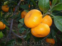 selçukta satılık mandalina bahçesi