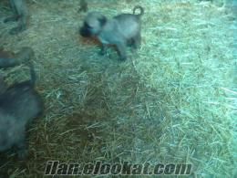 1 Aylık satılık dişi kangal yavrular