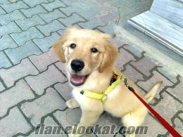 3 AYLIK GOLDEN RETRİEVER KÖPEĞİMİ SATIYORUM