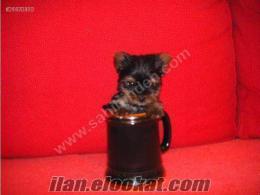 YORKSHIRE TERRIER ORJİNAL TEACUP YAVRU