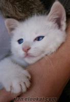 ücretsiz yavru van kedisi 2 aylıkk cok güzeller..