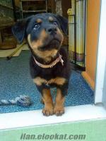 Rottweiler yavruası karnesı mevcut