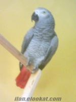 Ankarada sahibinden satılık jako kırmızı kuyruk papağanı