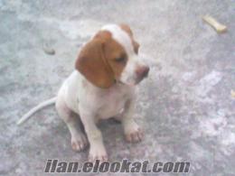 osmaniyeden satılık çatal burun sarı kafa erkek köpek