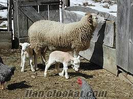 kıvırcık koyunu satılık merinos koyun balıkesir gönen