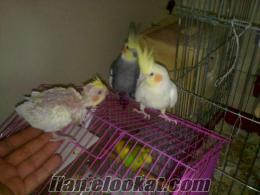 Aydın merkezde satılık yavrulu çift sultan papağanı